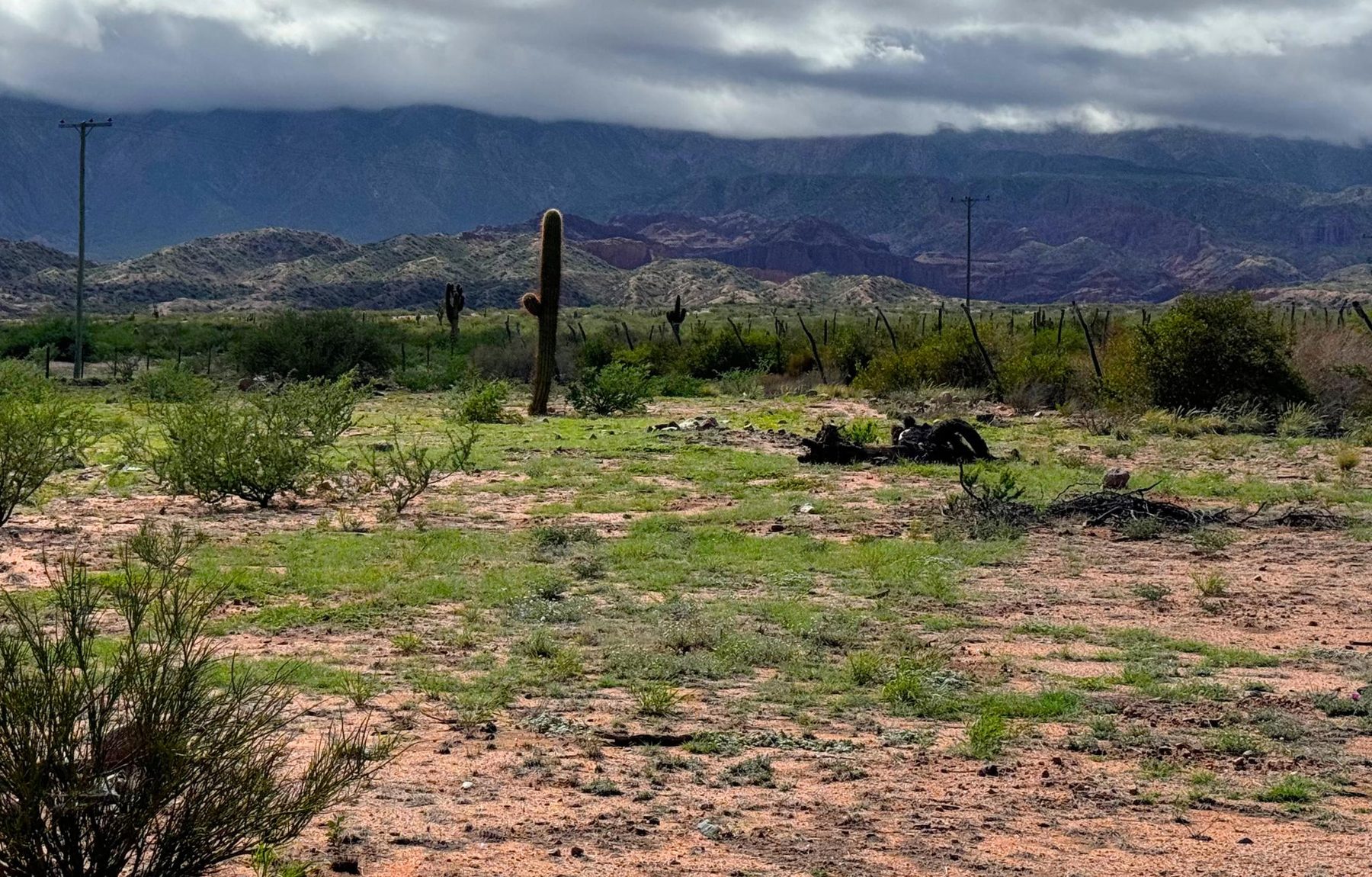 Paisaje del valle con cardones y las montañas de fondo